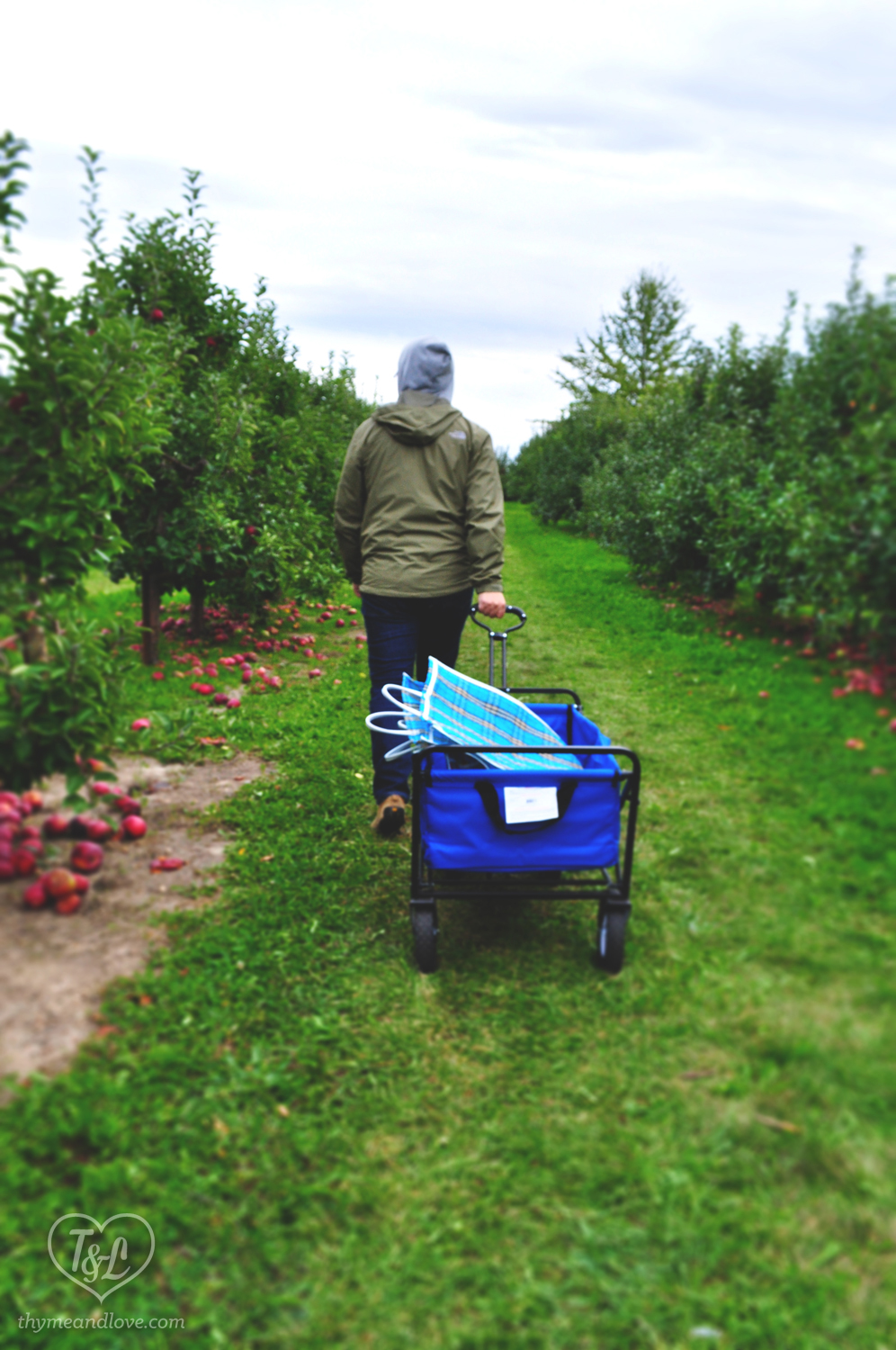 Apple Picking at Crane's Orchard in Fennville, Michigan