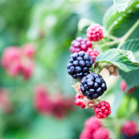 Blackberry Picking at Ear's Berry Farm in MIchigan