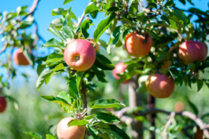 apple-orchard