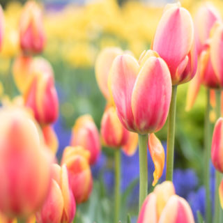 Tulip Time in Holland, Michigan
