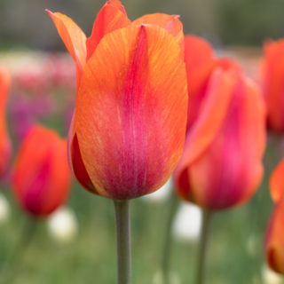Tulip Time in Holland, Michigan.
