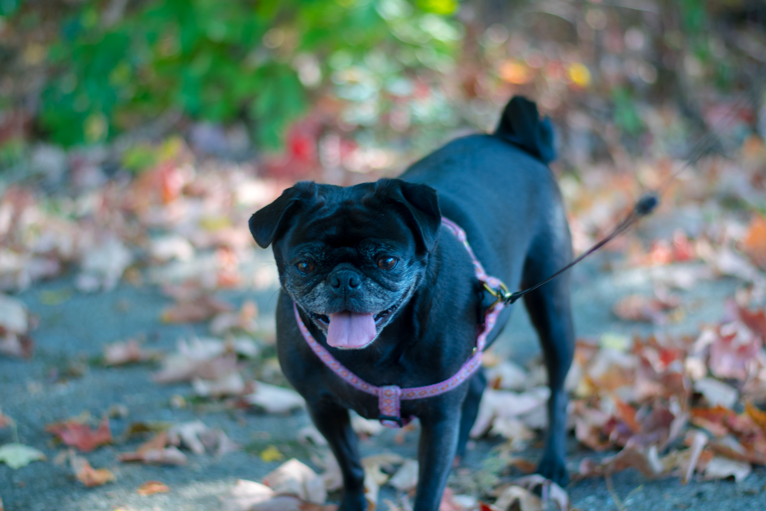 Tips for fall hiking with your dog. What should you bring on your next hike together.
