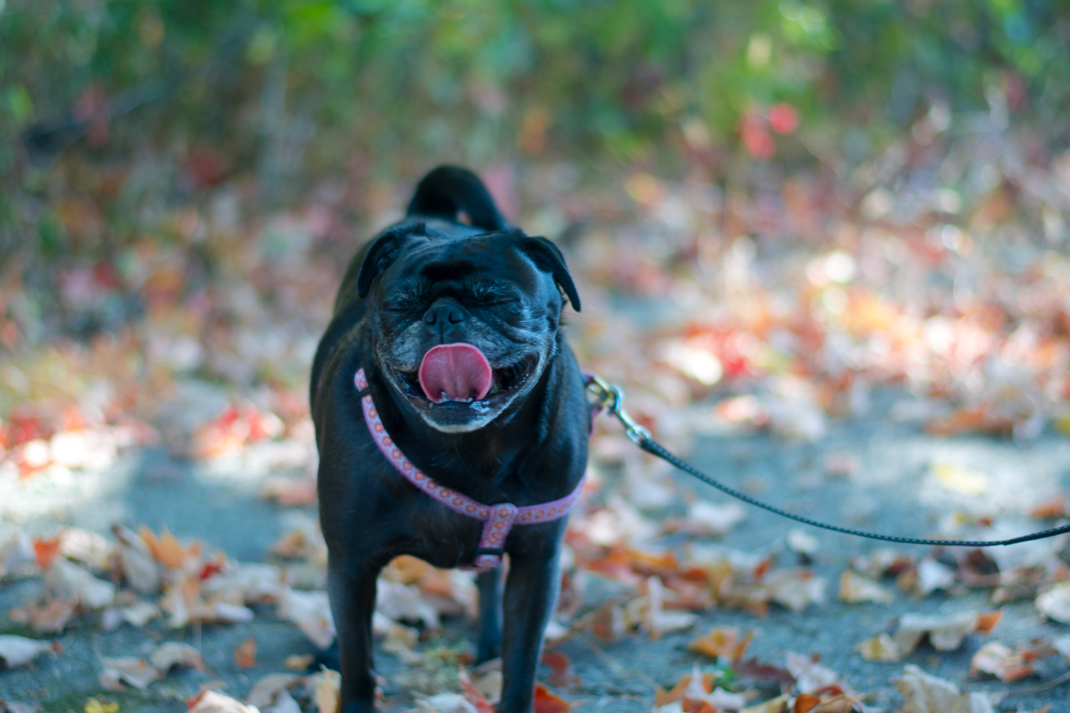 Tips for fall hiking with your dog. What to bring on your next adventure together. 