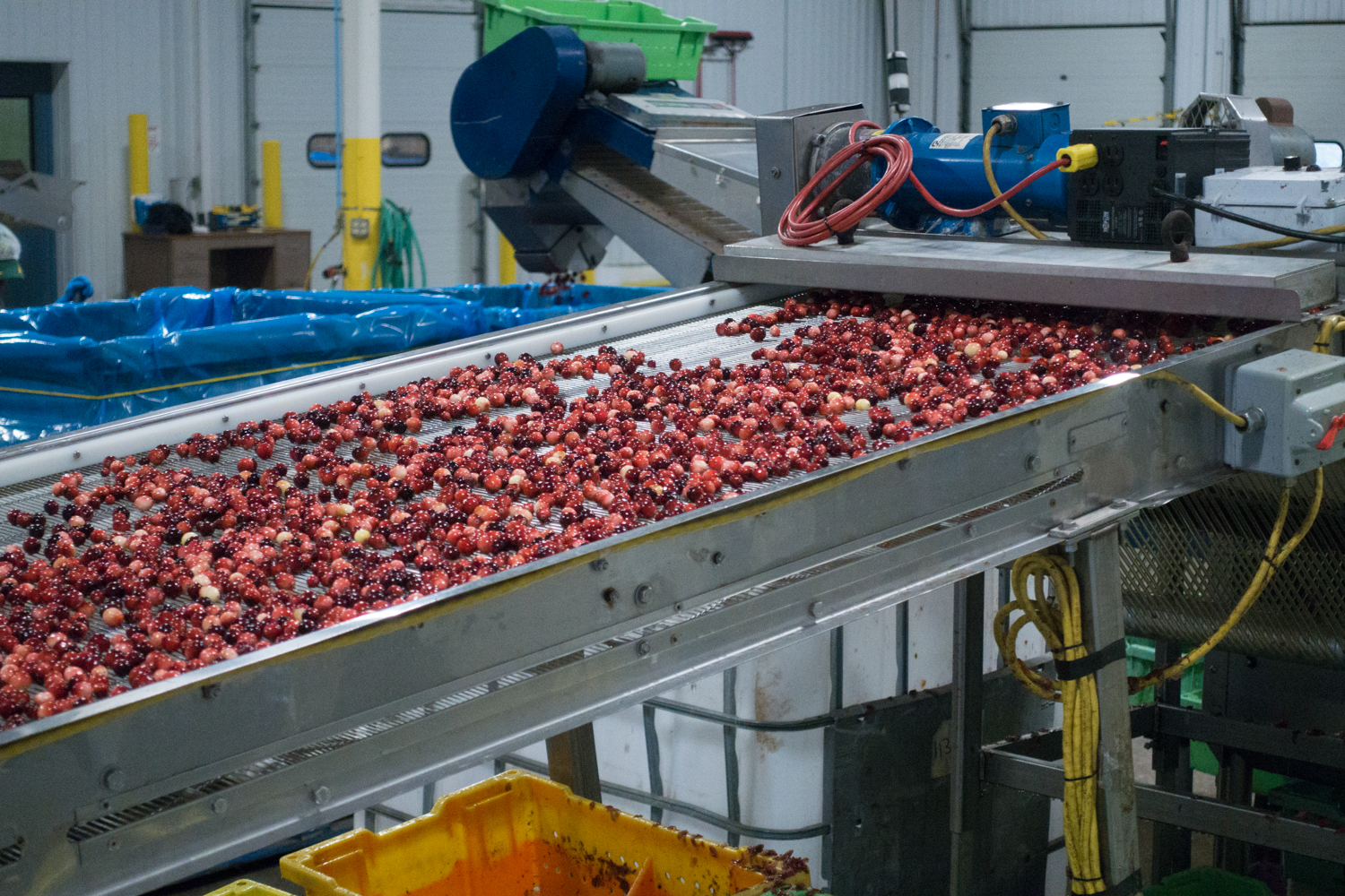 Cranberry Harvest: see the process of how the cranberries are harvested. 