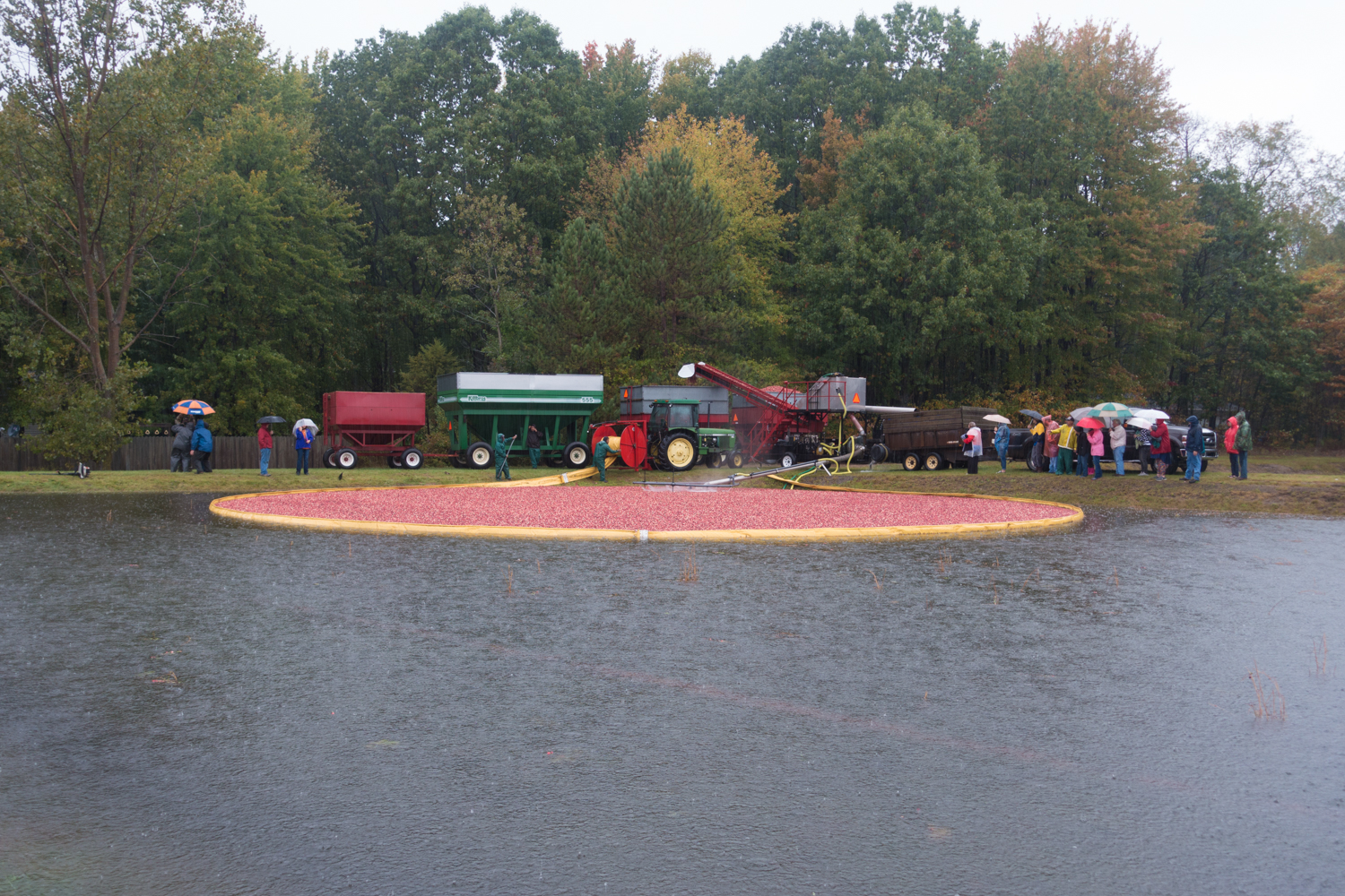 Visiting a cranberry harvest: see all the work that goes into harvest the berries.