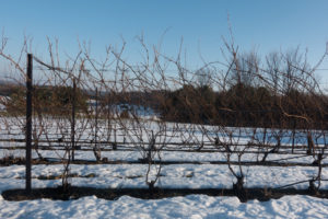 Winter at the vineyards.