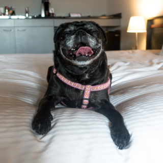 HotelRed: Pet-Friendly Hotel in Madison, WI #hotel #Midwest #Travel #Wisconsin #Madison