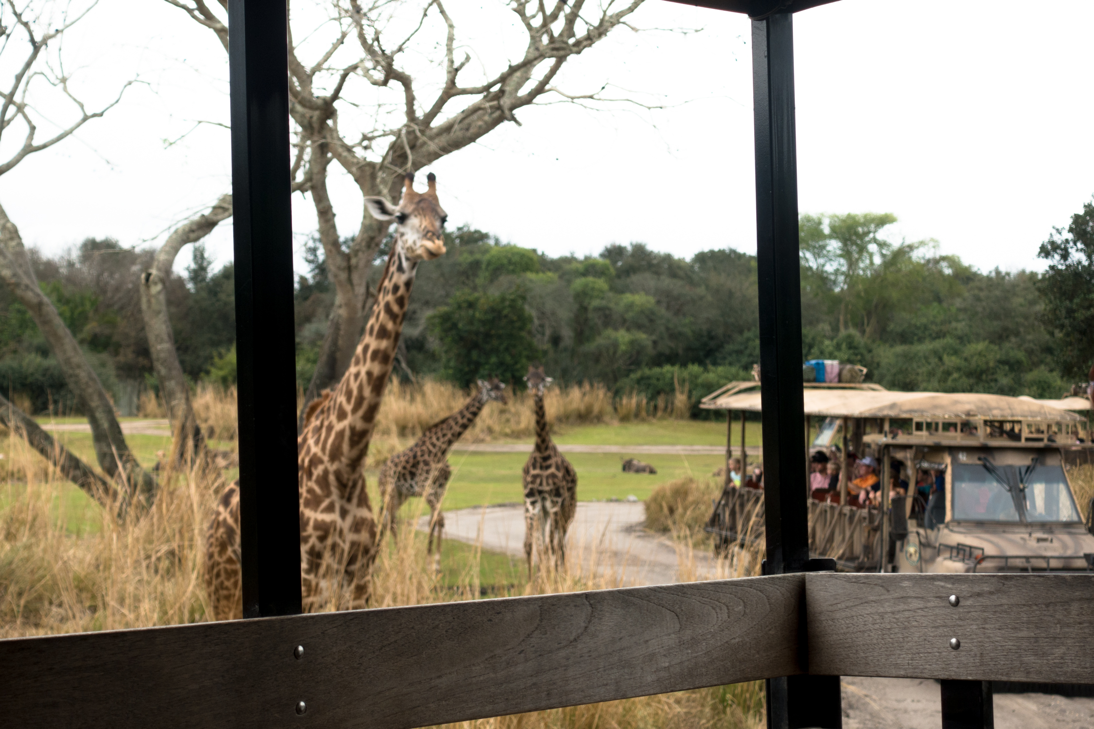 This review of Disney’s Wild Africa Trek at Disney’s Animal Kingdom will show you why you should book a tour on your next Disney World Vacation!